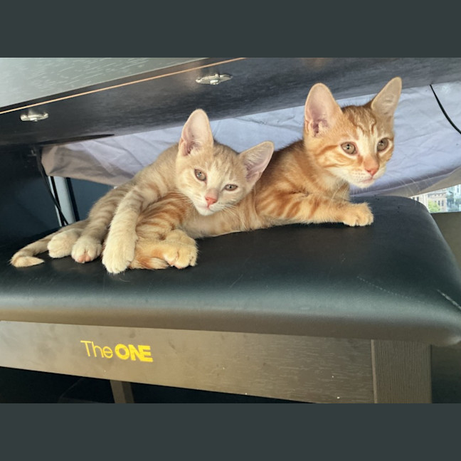 Photo of Kia & Xia