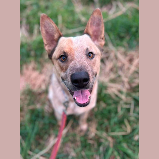 Photo of Buddy