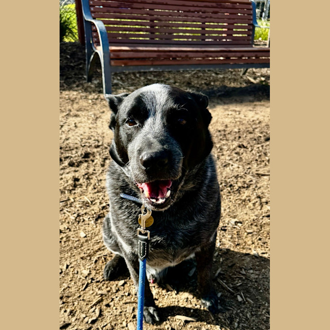 Photo of Blue Blu