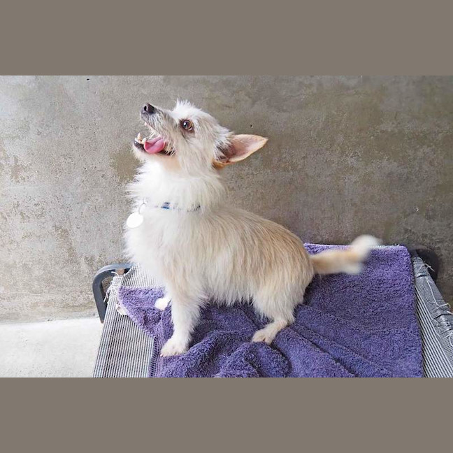 Photo of Winston