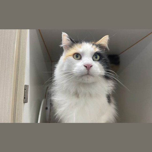 Photo of Angel