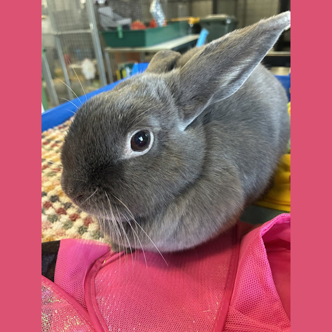 Photo of Mao Mao (Bonded With Tofu)