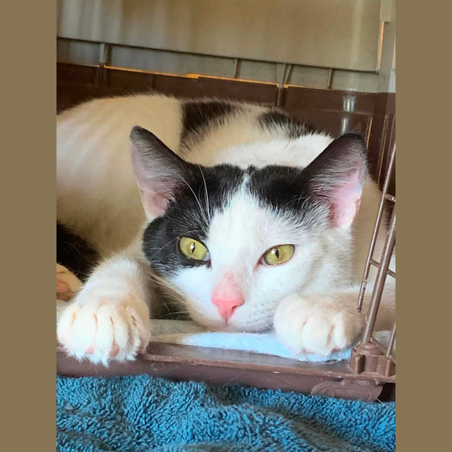 Photo of Popsicle (Pop)