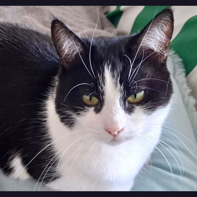 Photo of Chai