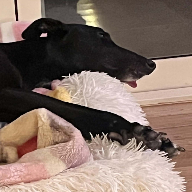 Photo of Lola The Greyhound