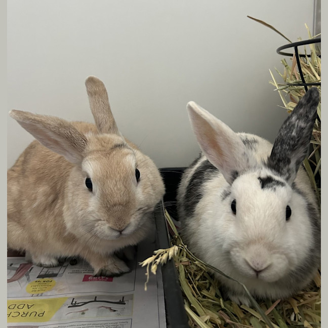 Photo of Ginger Spice