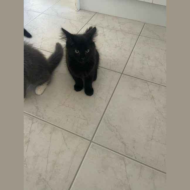 Photo of Charlie Meet Me@Petstock Keysborough Store 