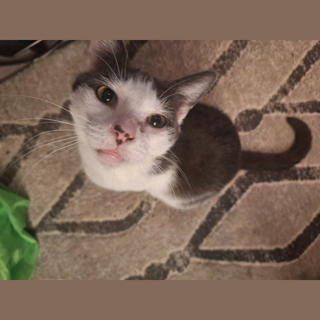 Photo of Daisy