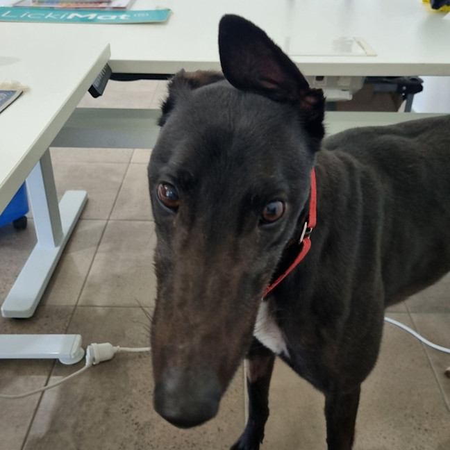 Photo of Enzo The Greyhound
