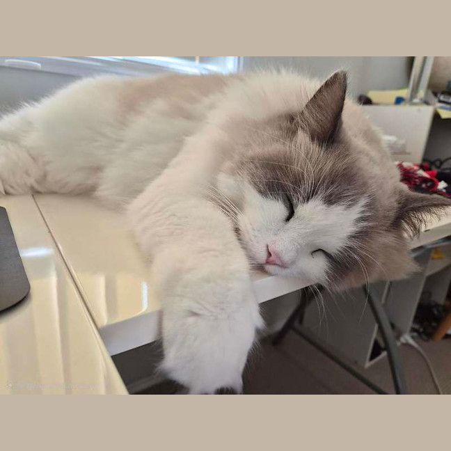Photo of Milo