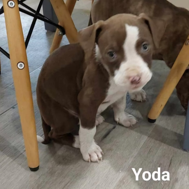 Photo of Yoda