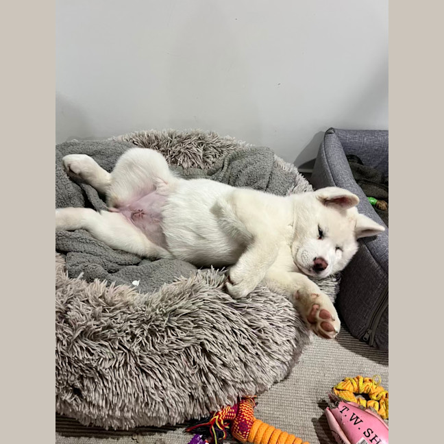 Photo of Pierogi