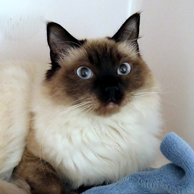 Photo of Annie Sua015683
