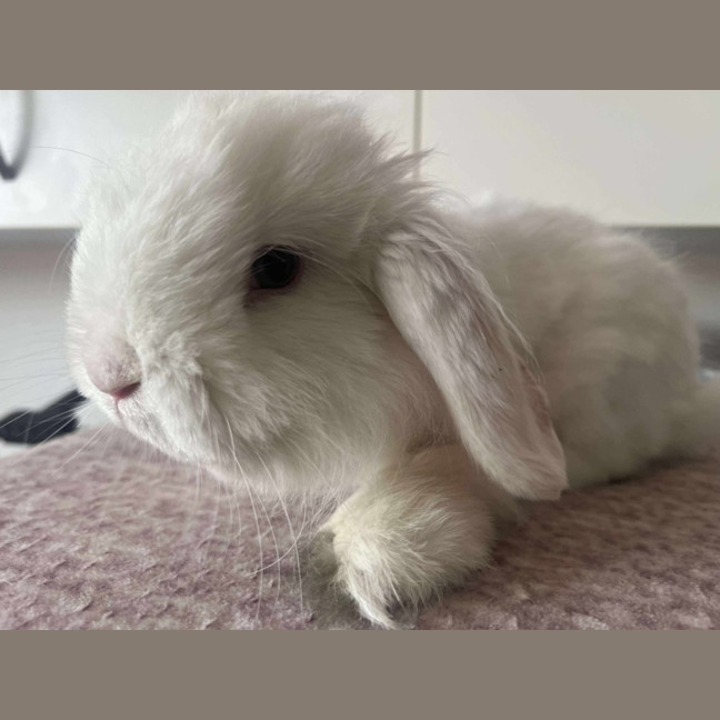 Photo of Chip