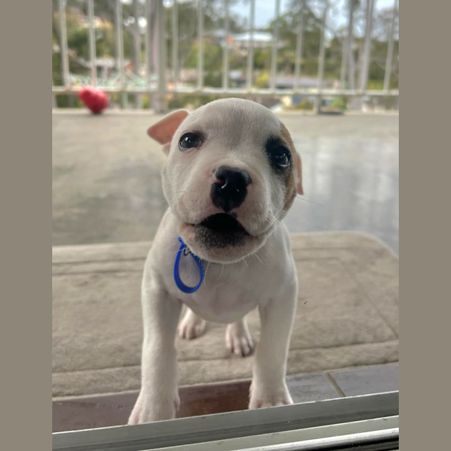 Photo of Alfie   7 Week Old Staffy X Bulldog X (Trial)