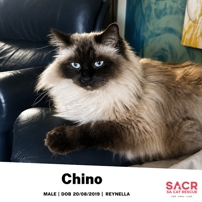 Photo of Chino
