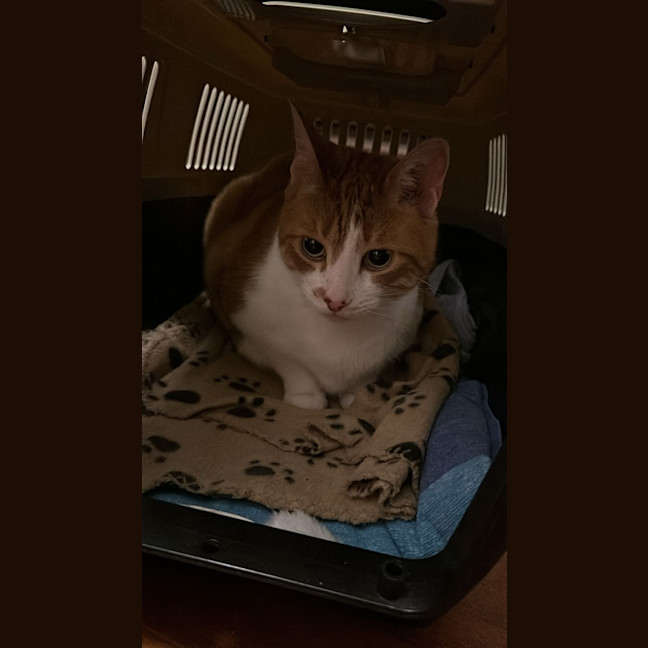 Photo of Hamish