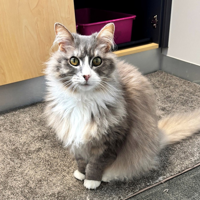 Photo of Lola Sua014121