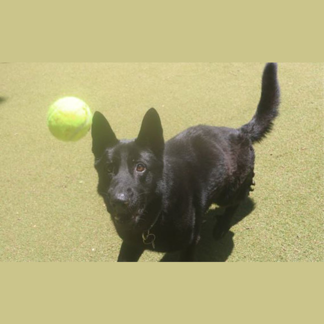 Photo of Maverick