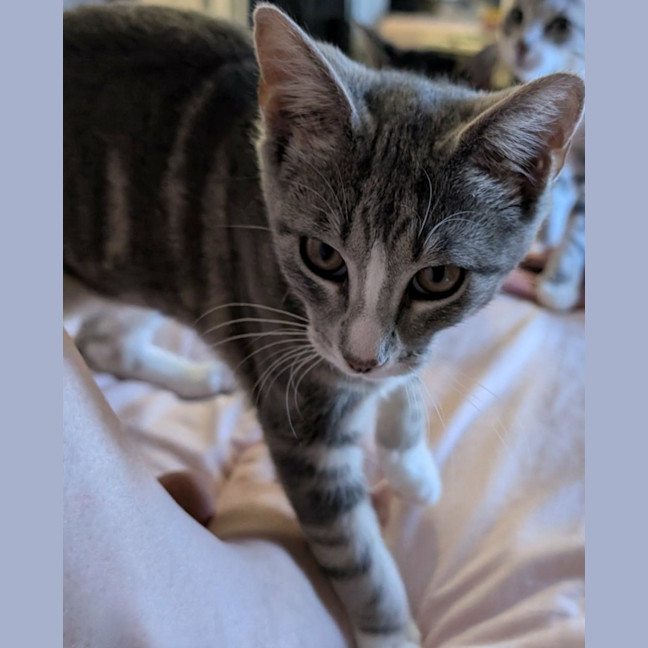 Photo of Layla