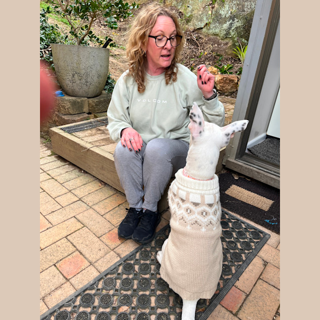 Photo of Dolly🌺8 Month, Cattle Dog X (On Trial 4/11/25)