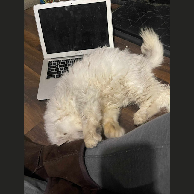 Photo of 🎩Darby🎩