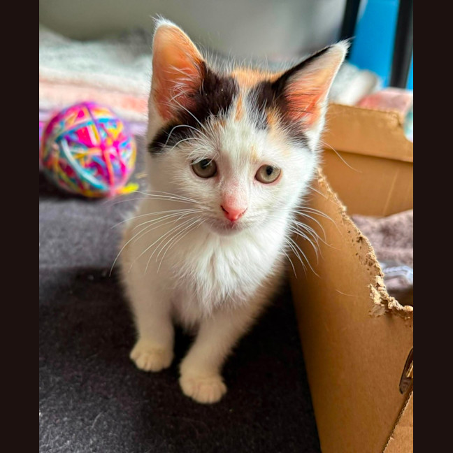 Photo of Tihany ** 2nd Chance Cat Rescue **