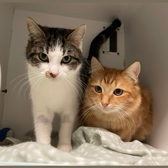 Photo of Sydney And Phoenix