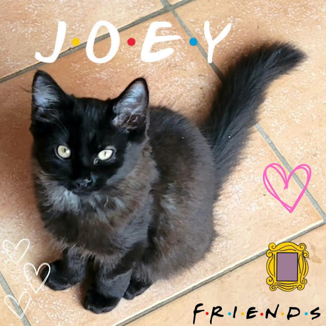 Photo of 💕 Joey Tribiani 💕