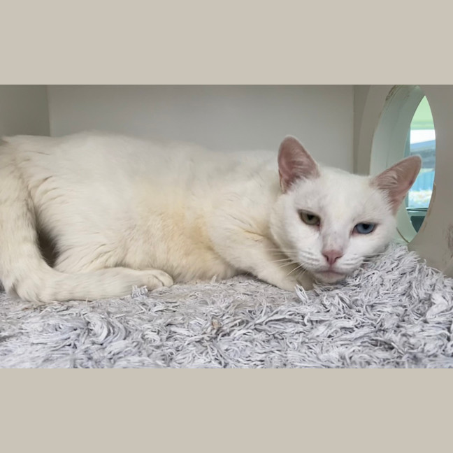 Photo of Snowy