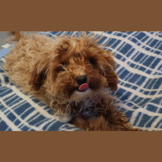 Photo of Daisy