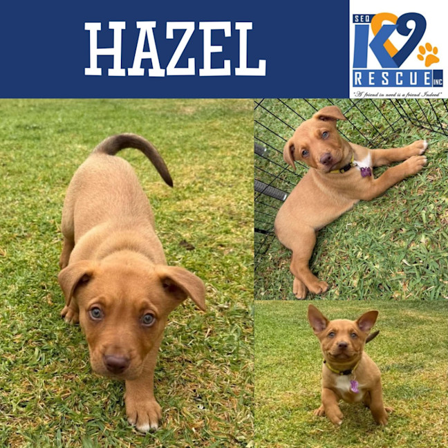 Photo of Hazel