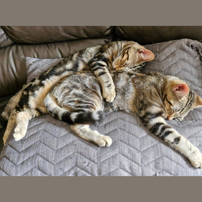 Photo of Sailor And Sari