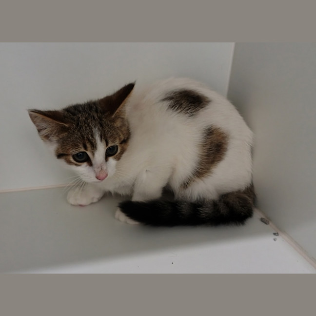 Photo of Crumble