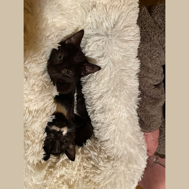 Photo of Geraldine   4 Month Old Domestic Short Hair