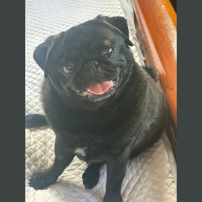 Photo of Gracie 🐼