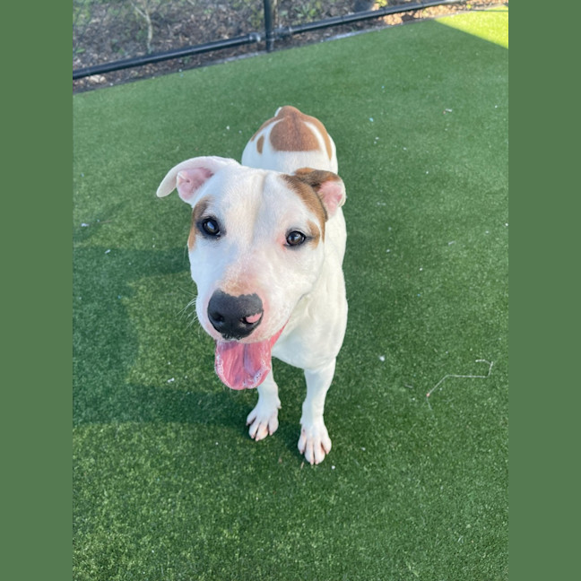 Photo of Twix Imp 1336