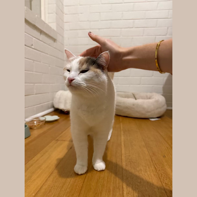 Photo of Your Little Puss?