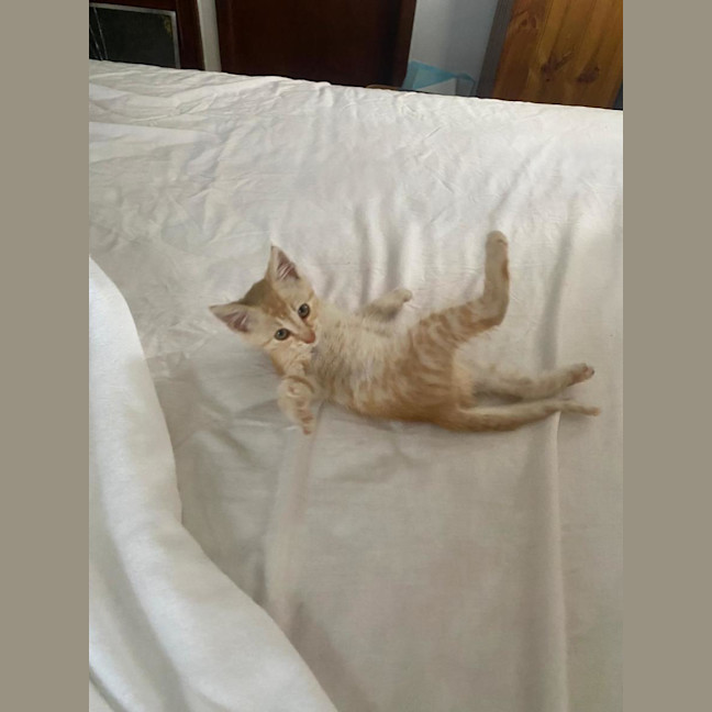 Photo of Saffi