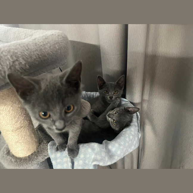 Photo of Penelope (Kitten)