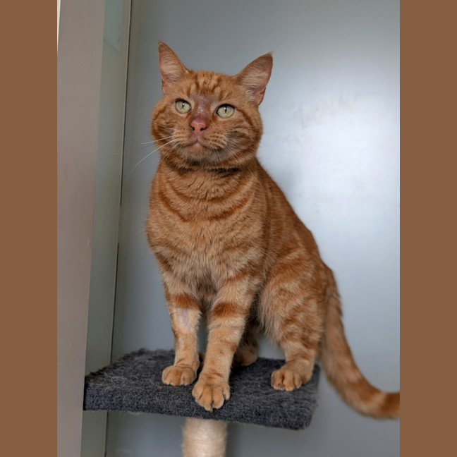 Photo of Prince Harry