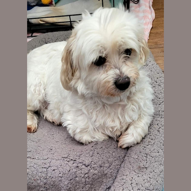 Photo of Rolly   8 Year Old Maltese X