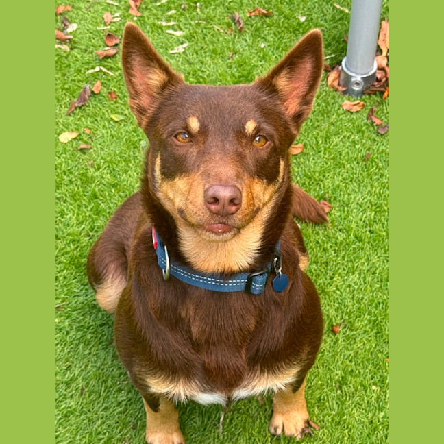 Photo of Hershey