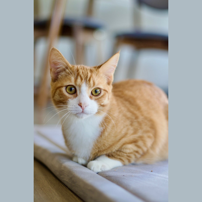 Photo of 💜 Nutmeg 💜