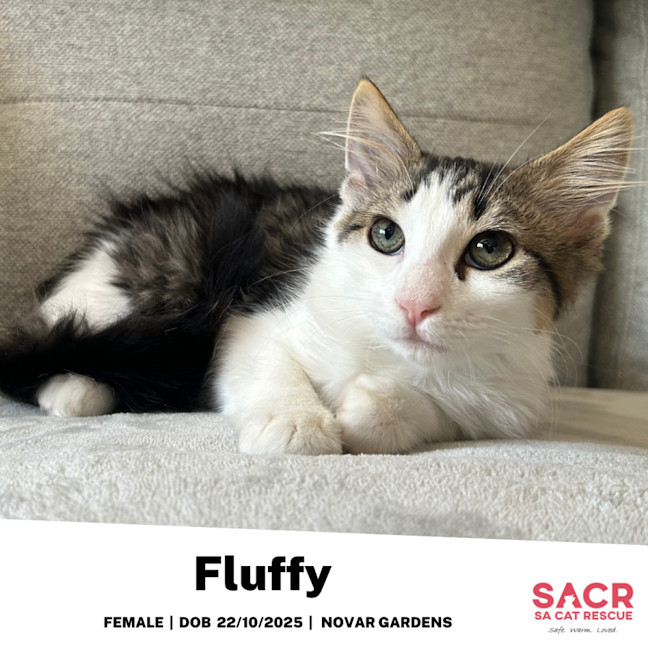 Photo of Fluffy