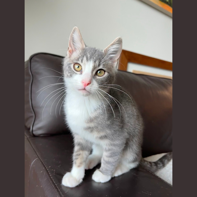 Photo of Sesame