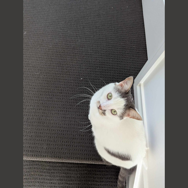 Photo of Tibby