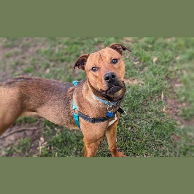 Photo of Rocco