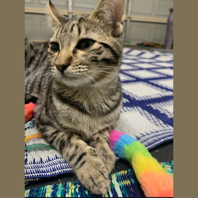 Photo of Strawberry