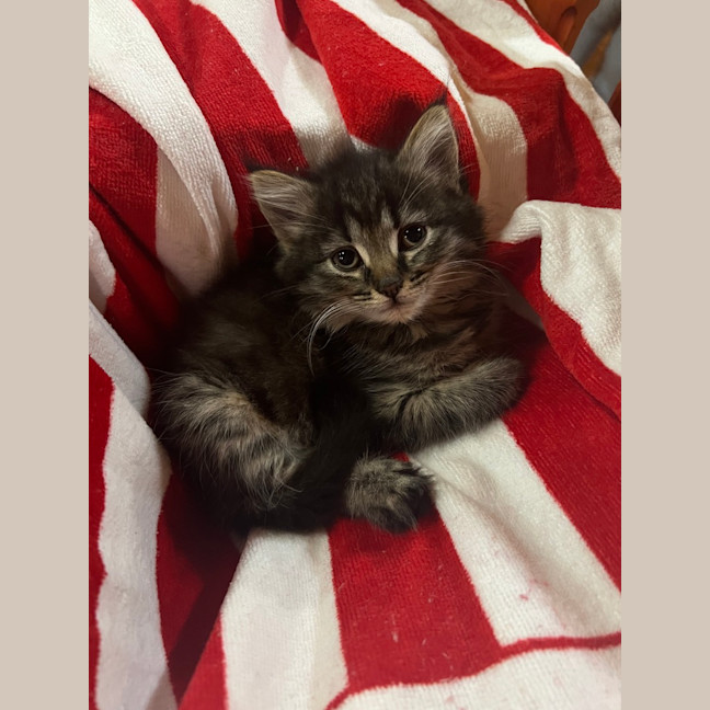 Photo of Luna (Lj) 